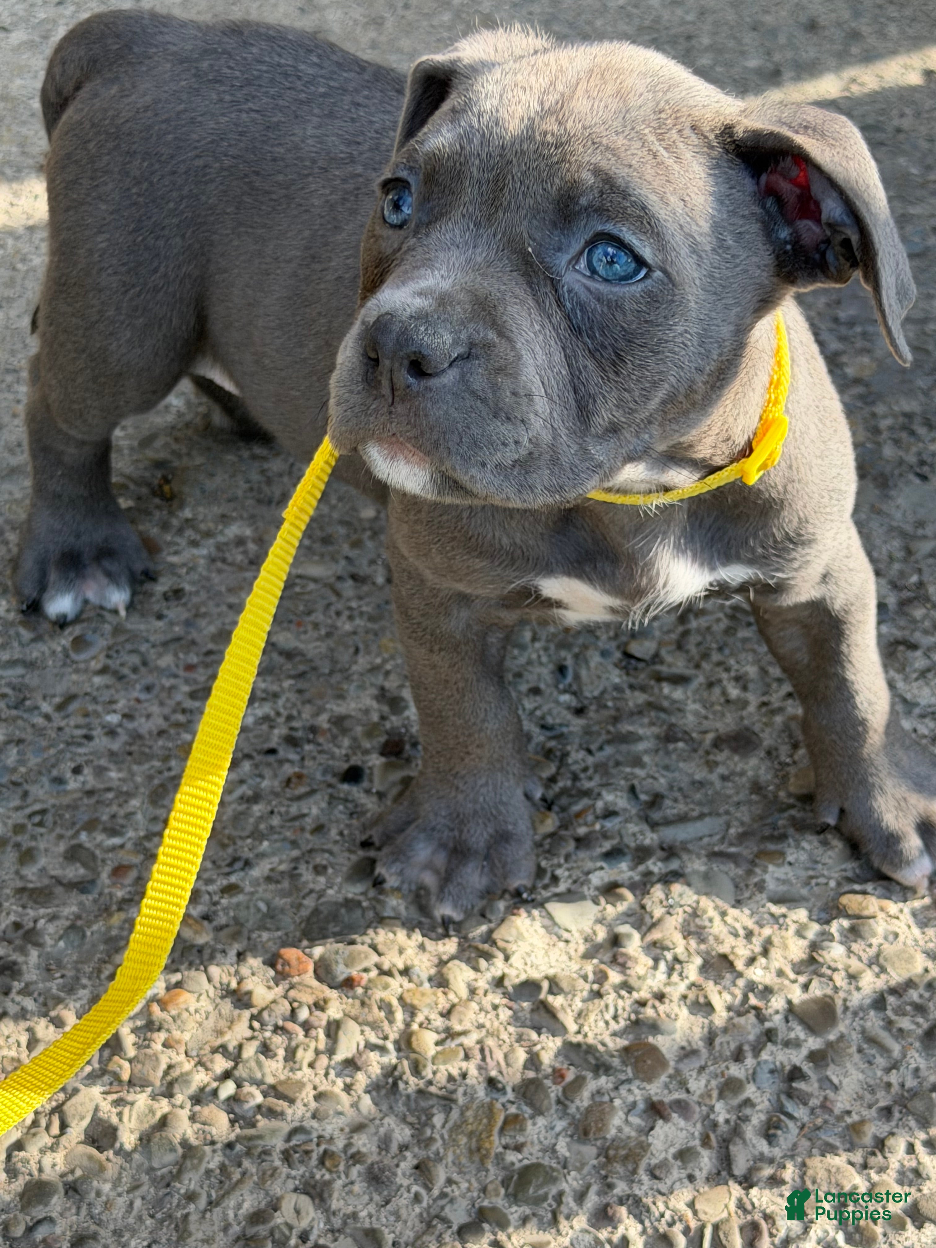 American Bully dogs Storm - Ad 2