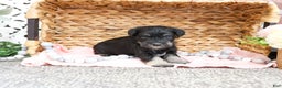 Miniature Schnauzer dogs for sale: Mercy - Ad 12