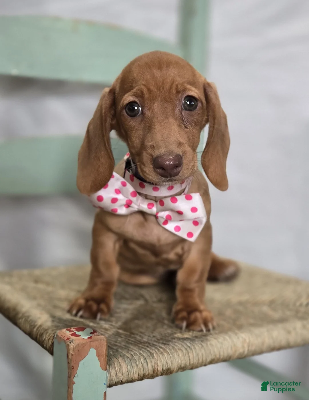 Miniature Dachshund dogs for sale: Faline - Ad 2