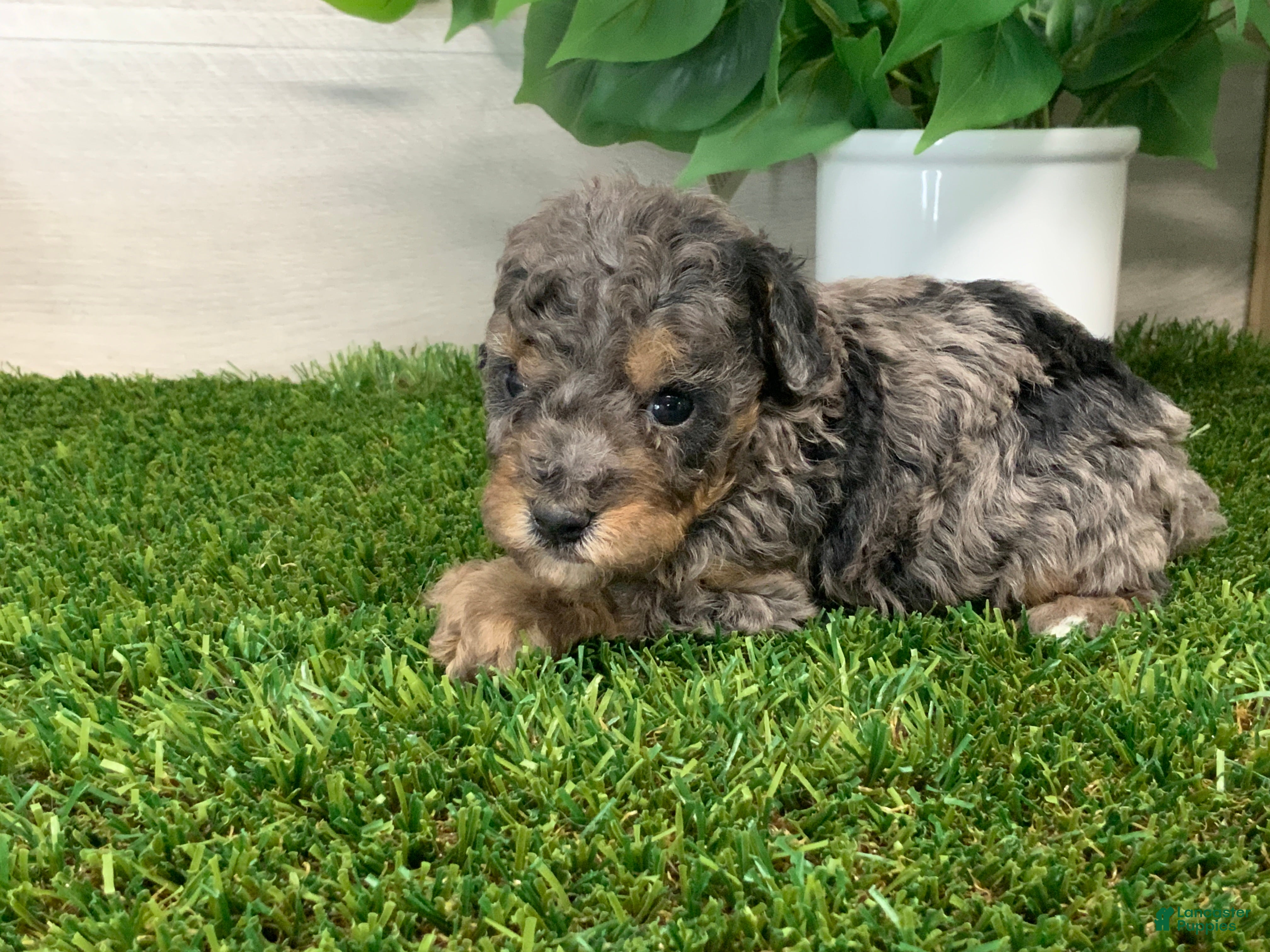 Toy Poodle dogs Milan - Ad 1