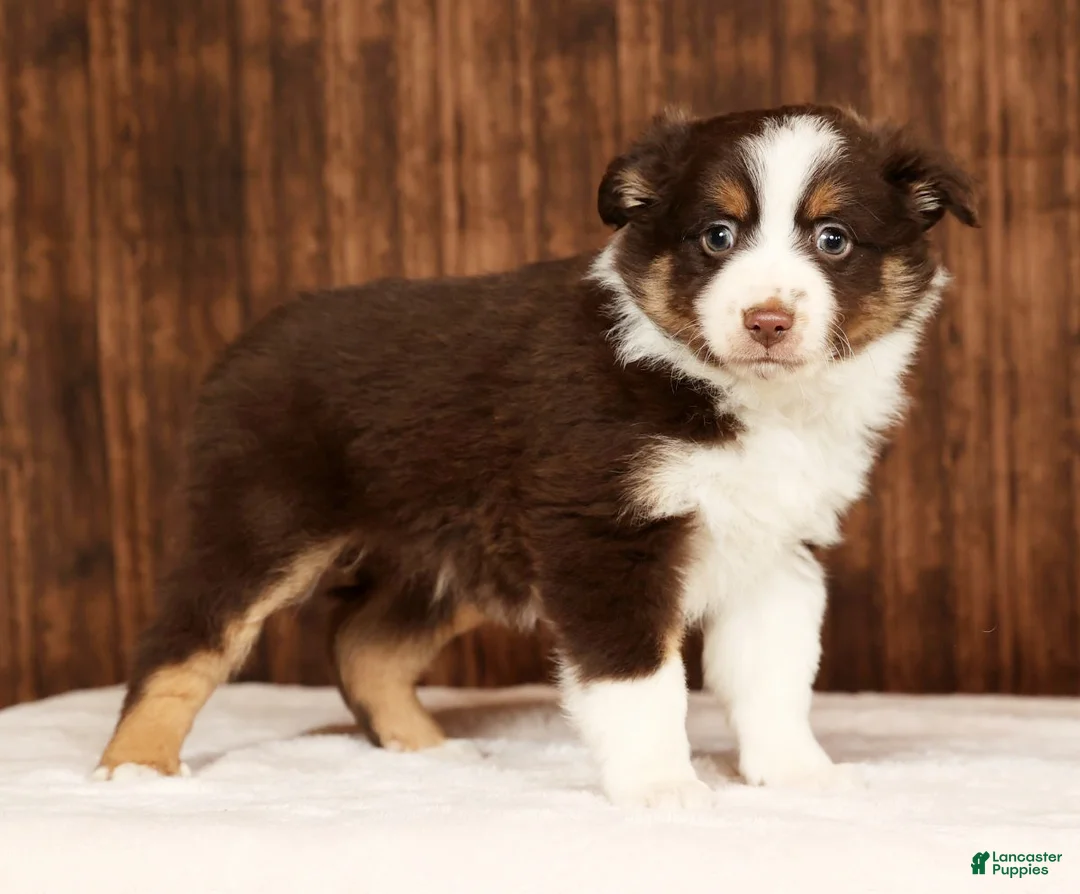 Miniature Australian Shepherd dogs for sale: Shadow - Ad 6
