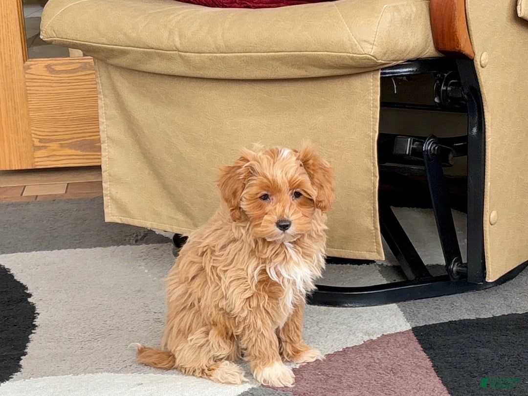 Maltipoo dogs for sale: Maltipoo Puppy 4 male  - Ad 11