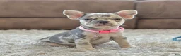 French Bulldog dogs for sale: Petal video ad - Ad 4