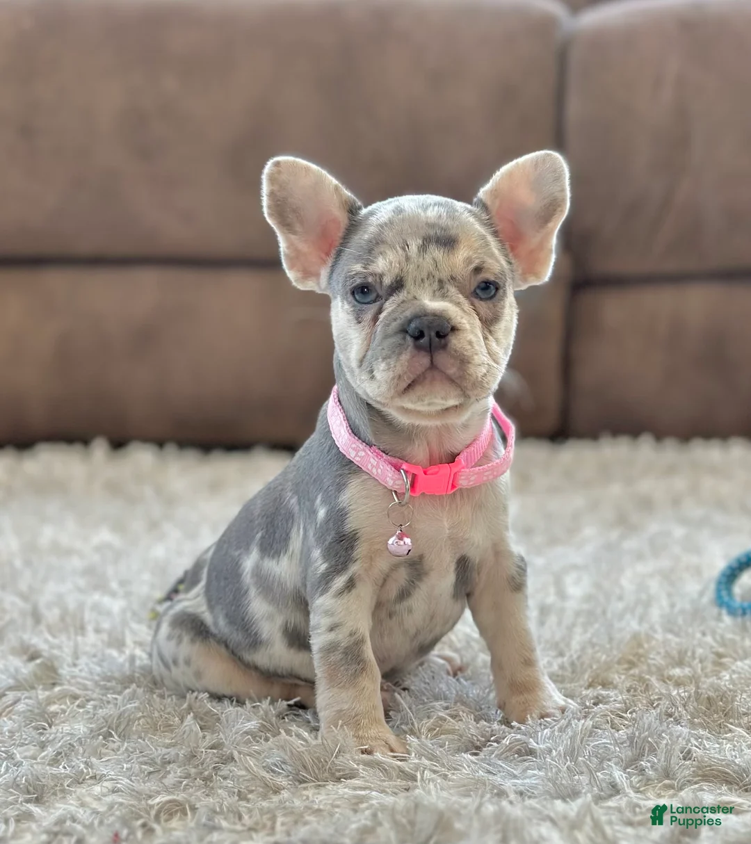 French Bulldog dogs for sale: Petal video ad - Ad 4
