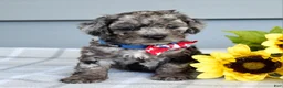 Cockapoo dogs for sale: Oreo - Ad 2
