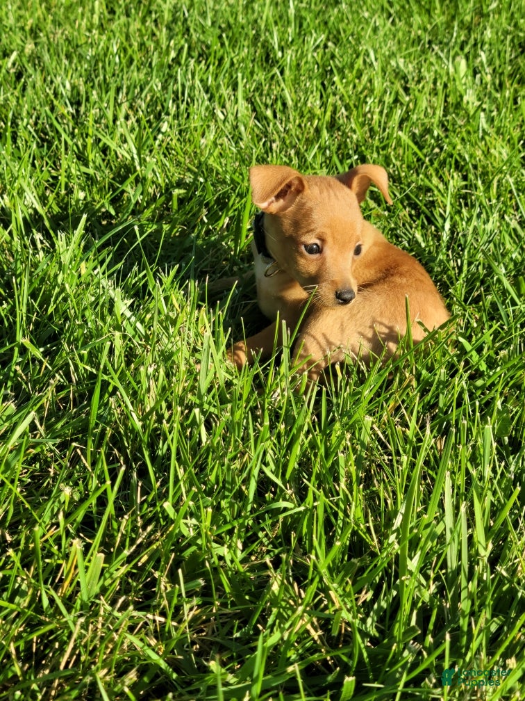 Miniature Pinscher dogs Miniature Pinscher 3 - Ad 2