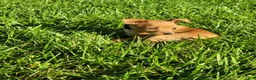 Miniature Pinscher dogs for sale: Miniature Pinscher 3 - Ad 2