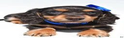 Miniature Dachshund dogs for sale: Duke - Ad 8