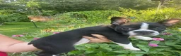 Boston Terrier dogs for sale: Piper - Ad 2