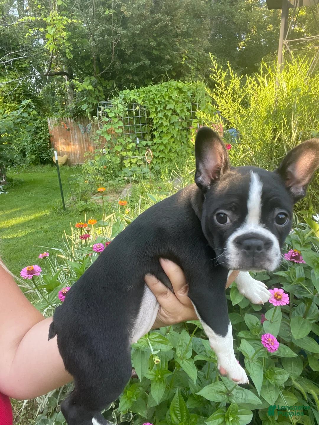 Boston Terrier dogs for sale: Piper - Ad 2