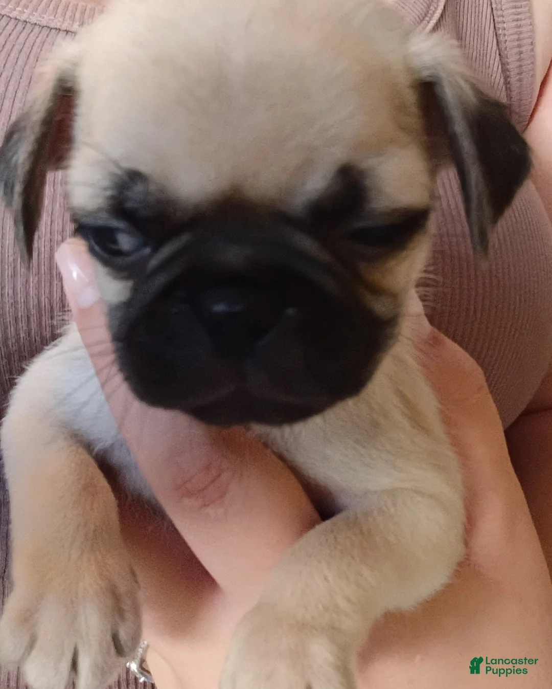 Pug dogs for sale: RAZZY  - Ad 2
