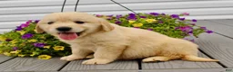 Golden Retriever dogs for sale: Patty - Ad 4