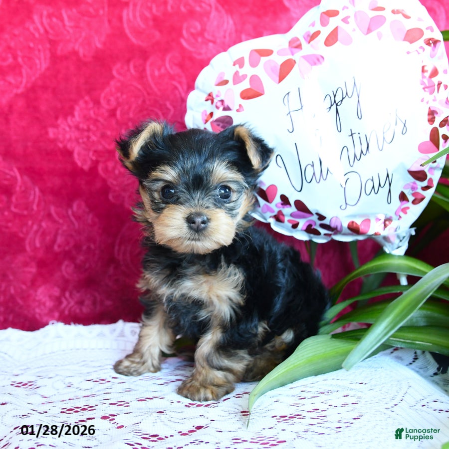 Yorkshire Terrier dogs Sharon - Ad 2