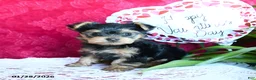 Yorkshire Terrier dogs for sale: Sharon - Ad 1