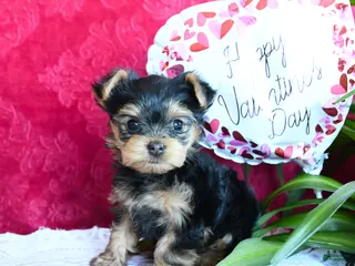 Yorkshire Terrier dogs Sharon - Ad 2
