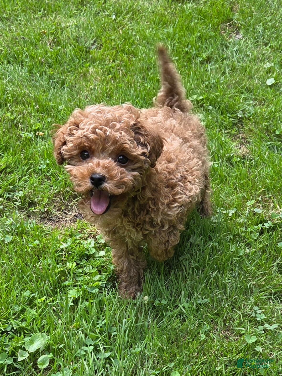 Maltipoo dogs for sale: JUNIPER  - Ad 1