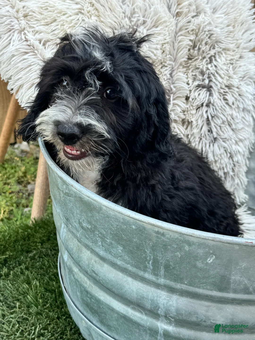 Mini Bernedoodle dogs for sale: Nova - Ad 2