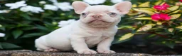 French Bulldog dogs for sale: Reba 💗 - Ad 11