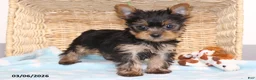 Yorkshire Terrier dogs for sale: Smokey - Teacup - Ad 4