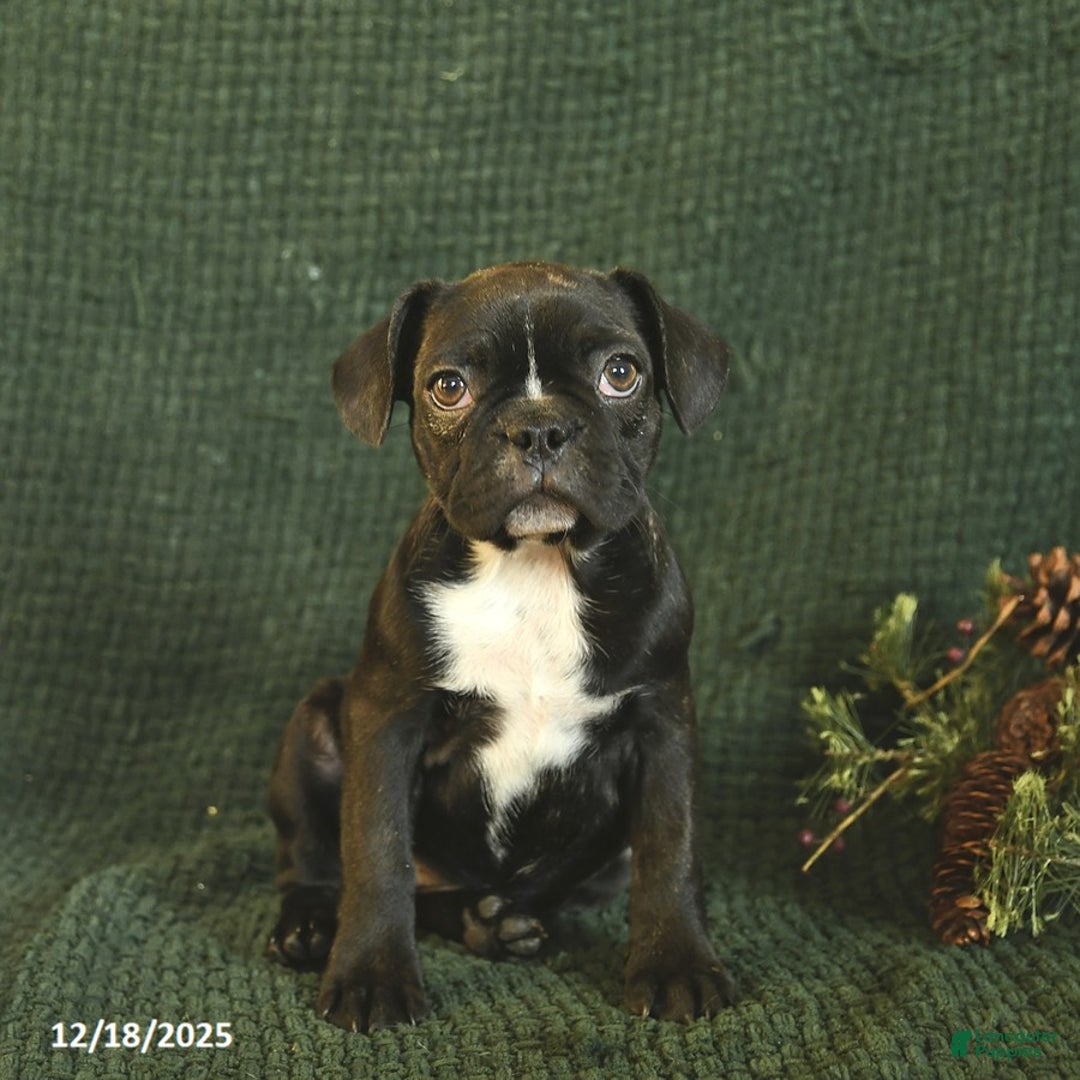 Frenchton dogs for sale: Buttercup - Ad 2