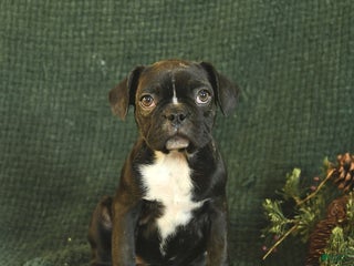 Frenchton dogs Buttercup - Ad 33