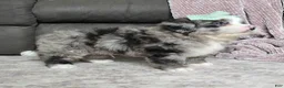 Mini Bernedoodle dogs for sale: Mini Wyatt  - Ad 13