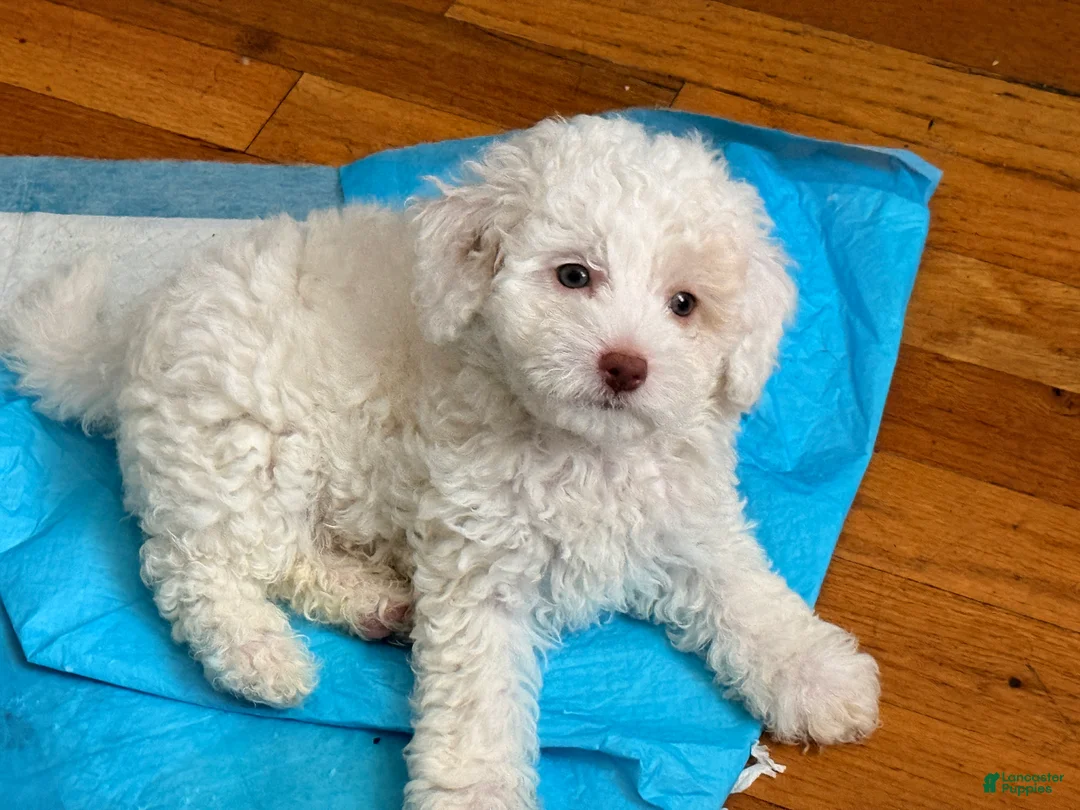 Miniature Poodle dogs for sale: Target 🎯💛 - Ad 2