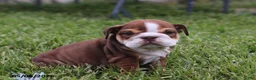 English Bulldog dogs for sale: Vince - Ad 5