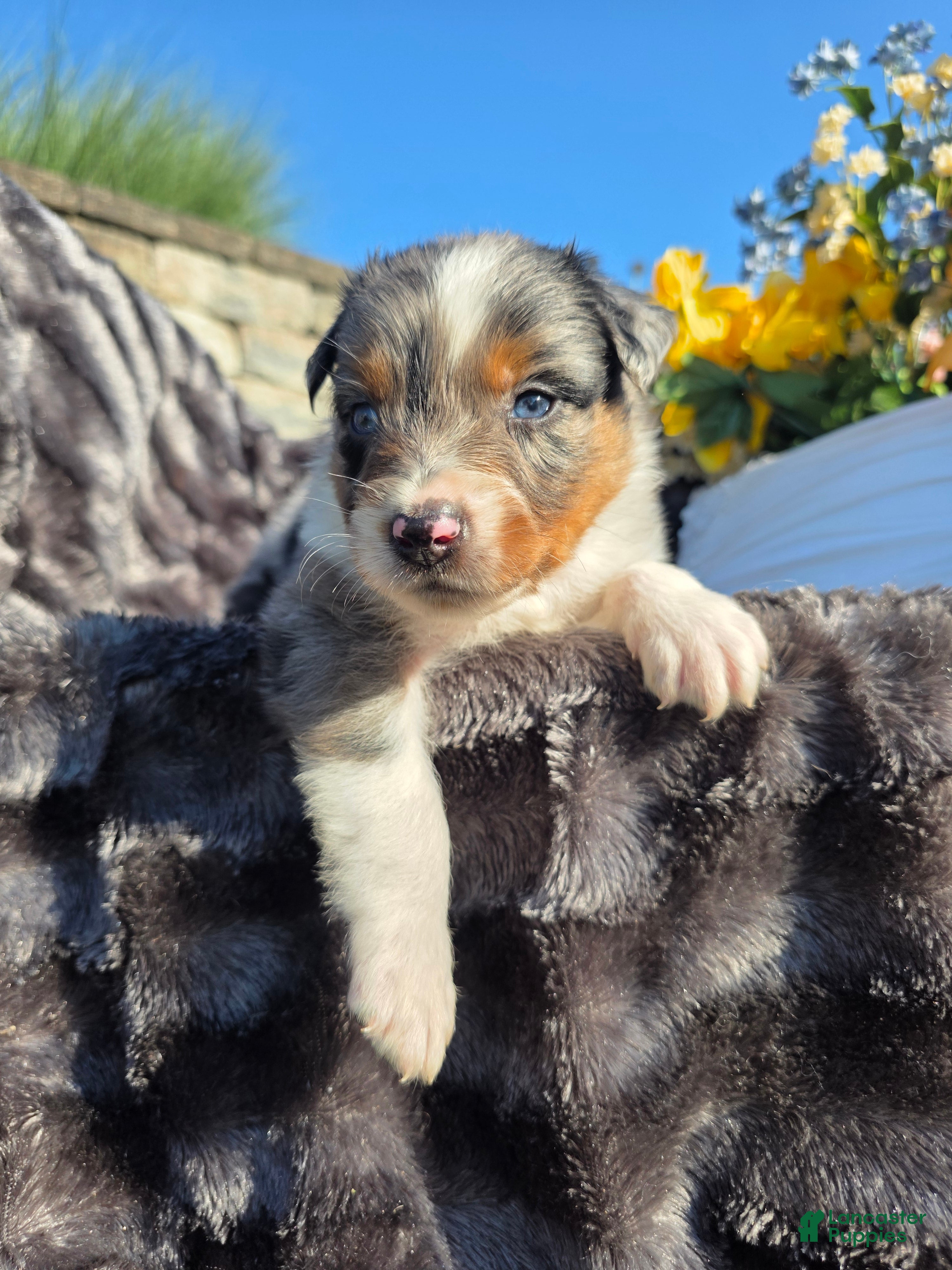Australian Shepherd dogs Cody - Ad 23