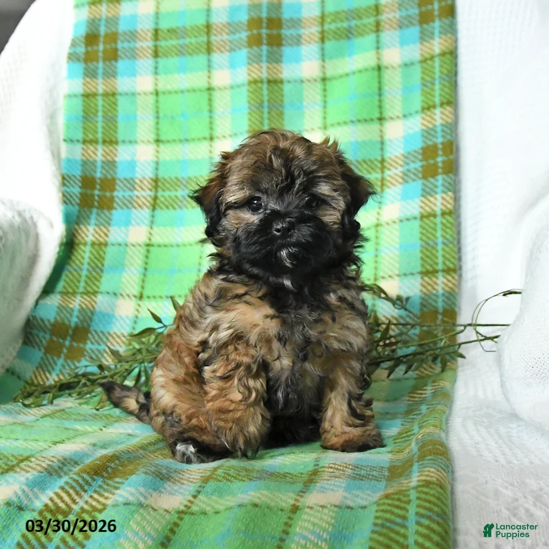 Shihpoo dogs for sale: Tulip - Ad 1