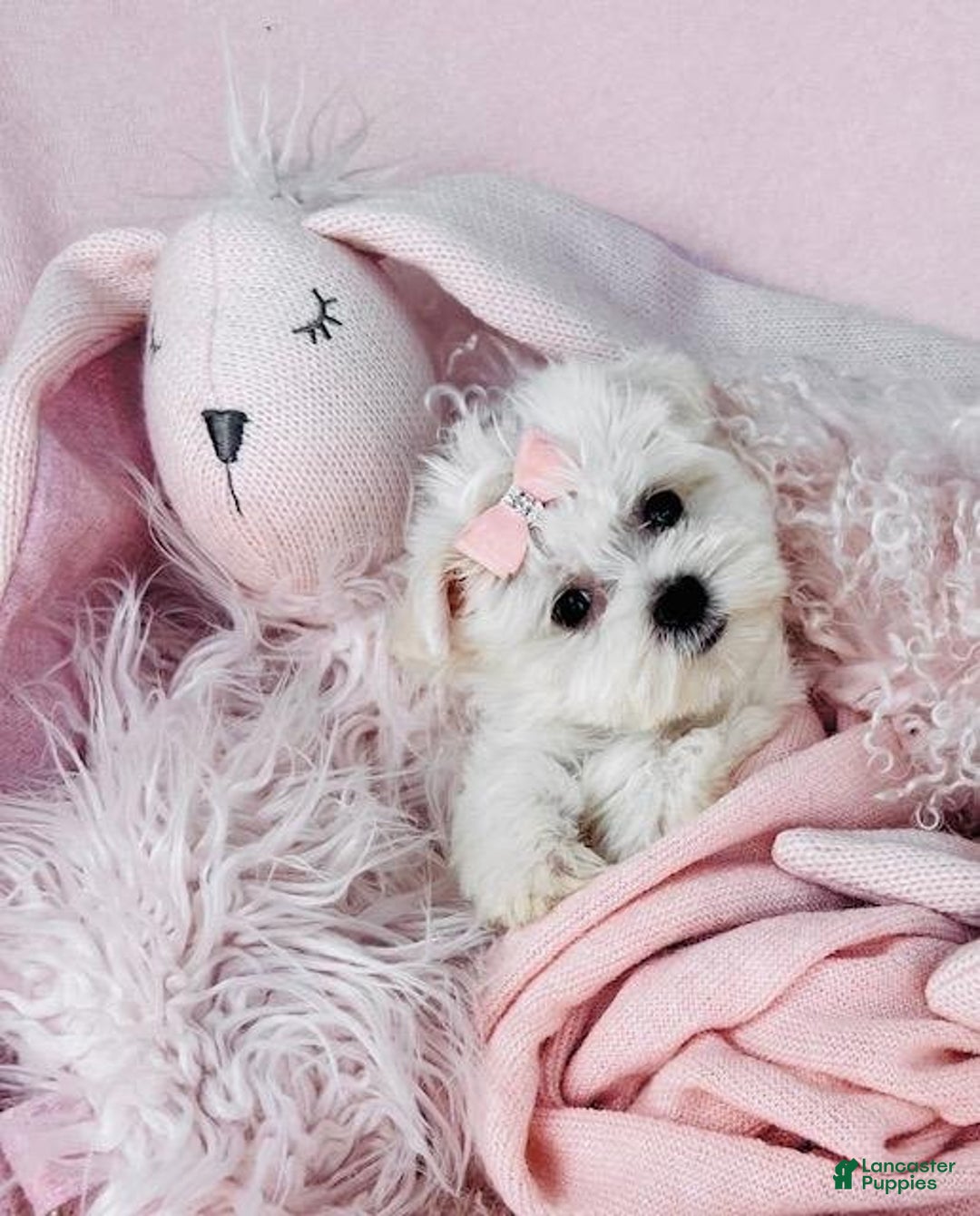 Maltese dogs for sale: Meet Myrta! Maltese Puppy - Ad 4