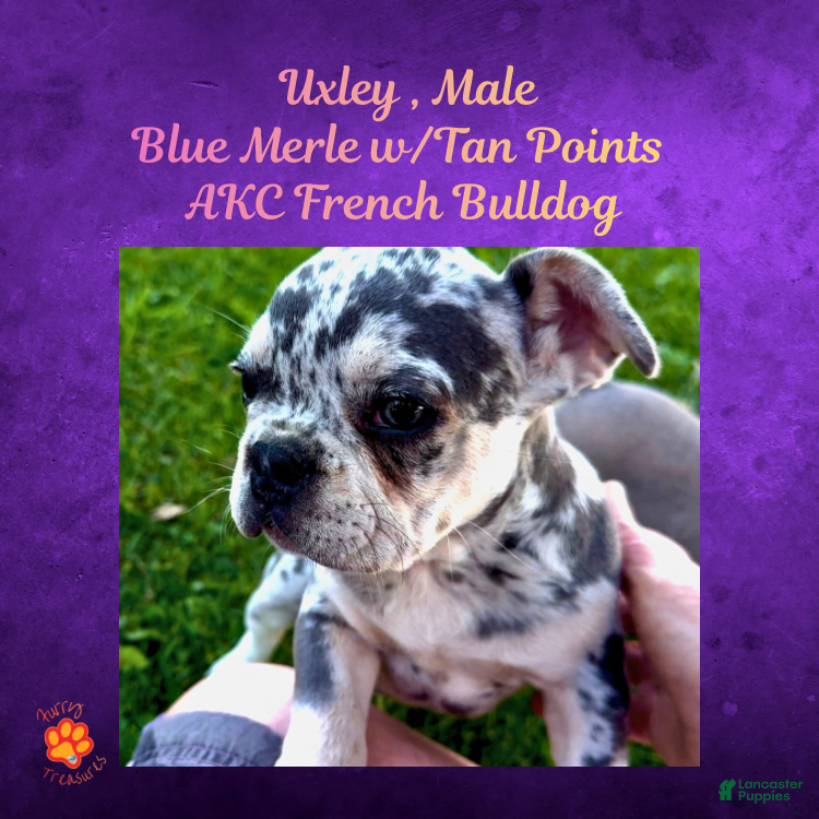French Bulldog dogs Uxley “Purple”Collar, Male - Ad 10