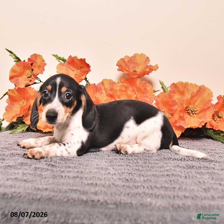 Miniature Dachshund dogs Cody - Ad 2