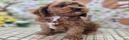 Cavapoo dogs for sale: Denali - Ad 3