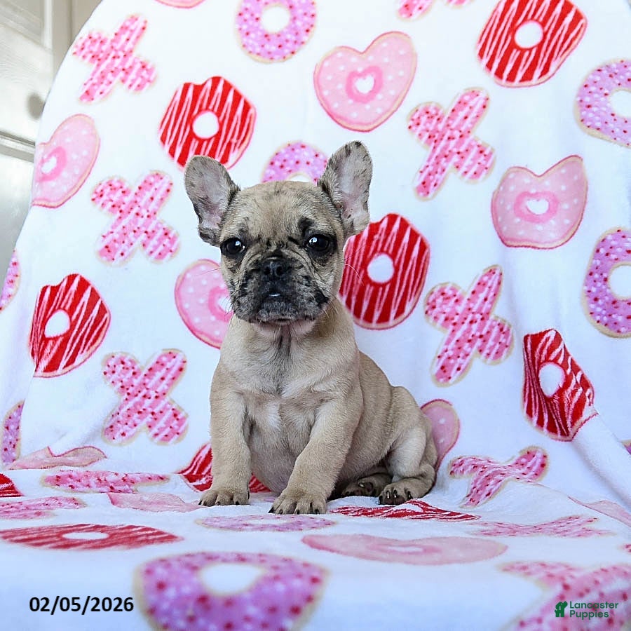 French Bulldog dogs Bella   - Ad 2