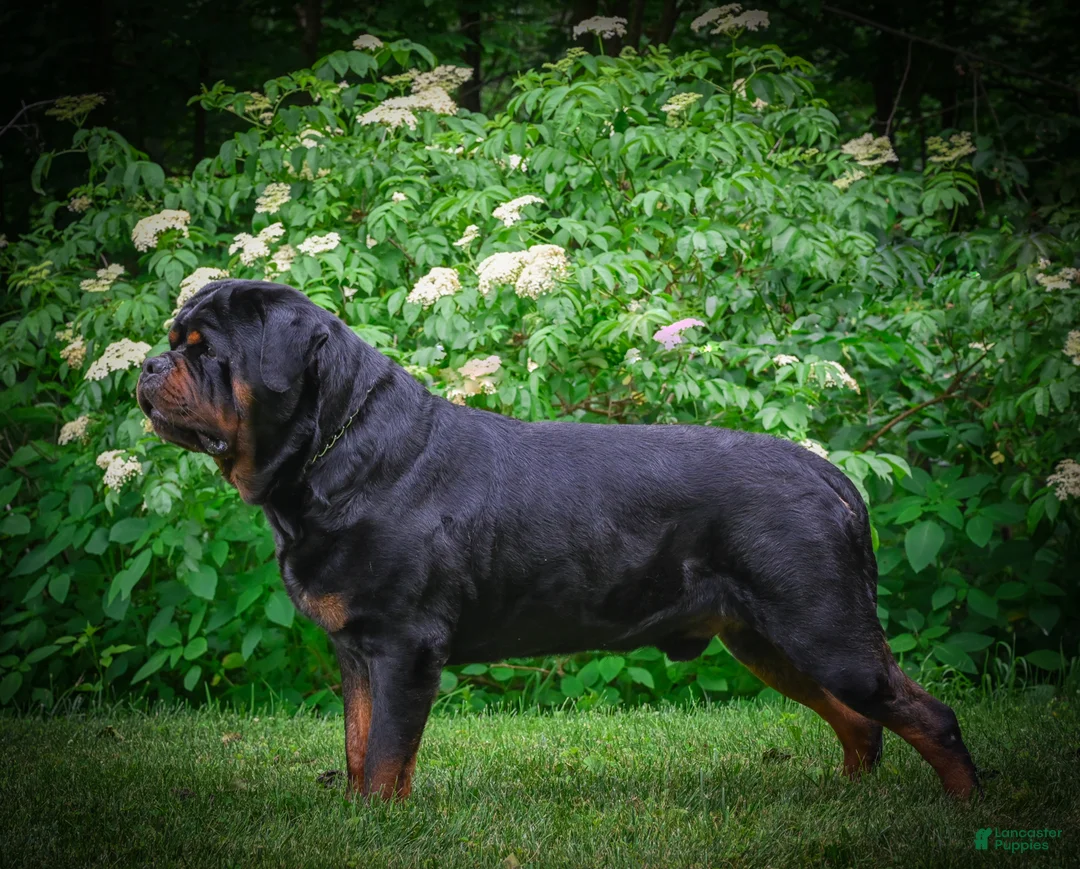 Rottweiler dogs for sale: Tara/ Mocha – Santos Ad-Dirah - Ad 32