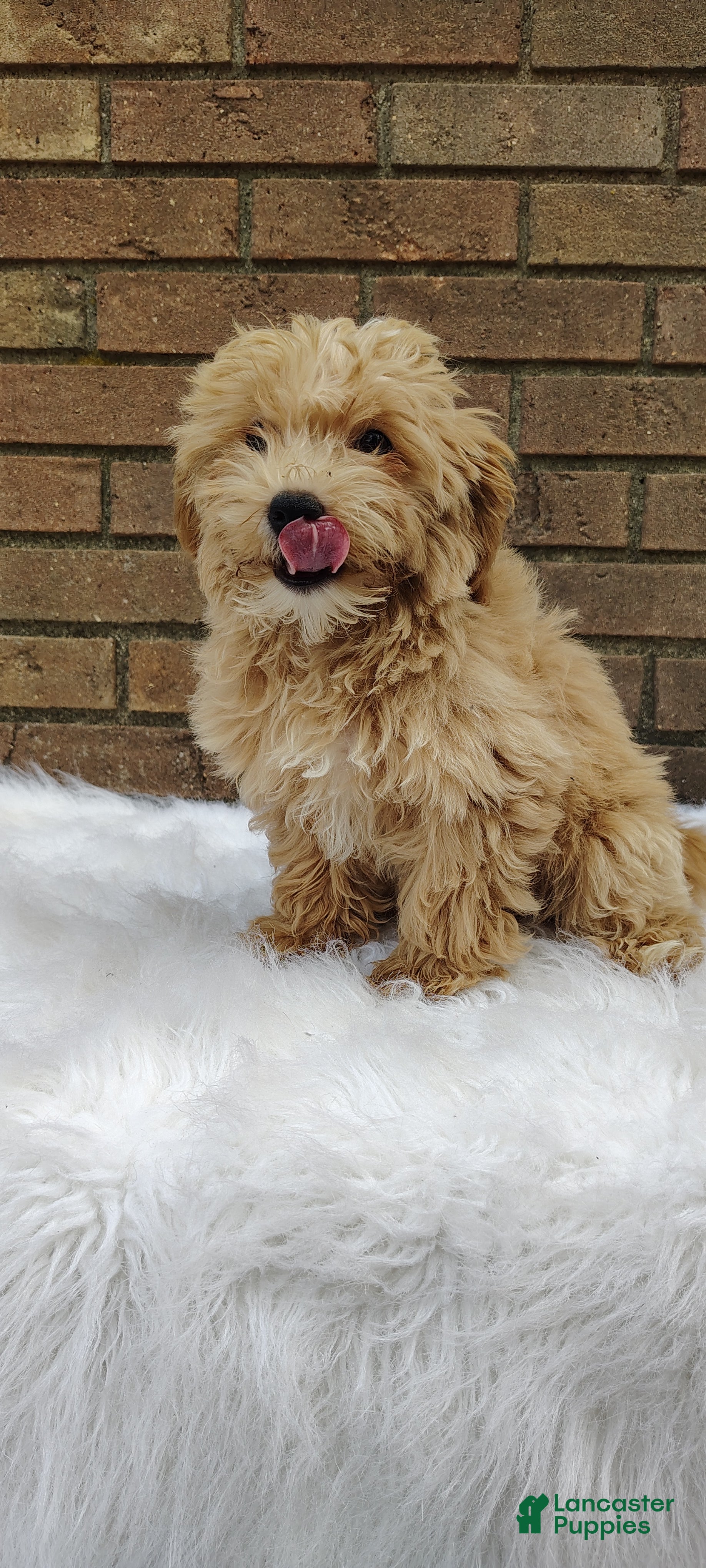 Maltipoo dogs Biscuit - Ad 1