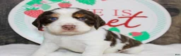 English Springer Spaniel dogs for sale: Jet - Ad 1