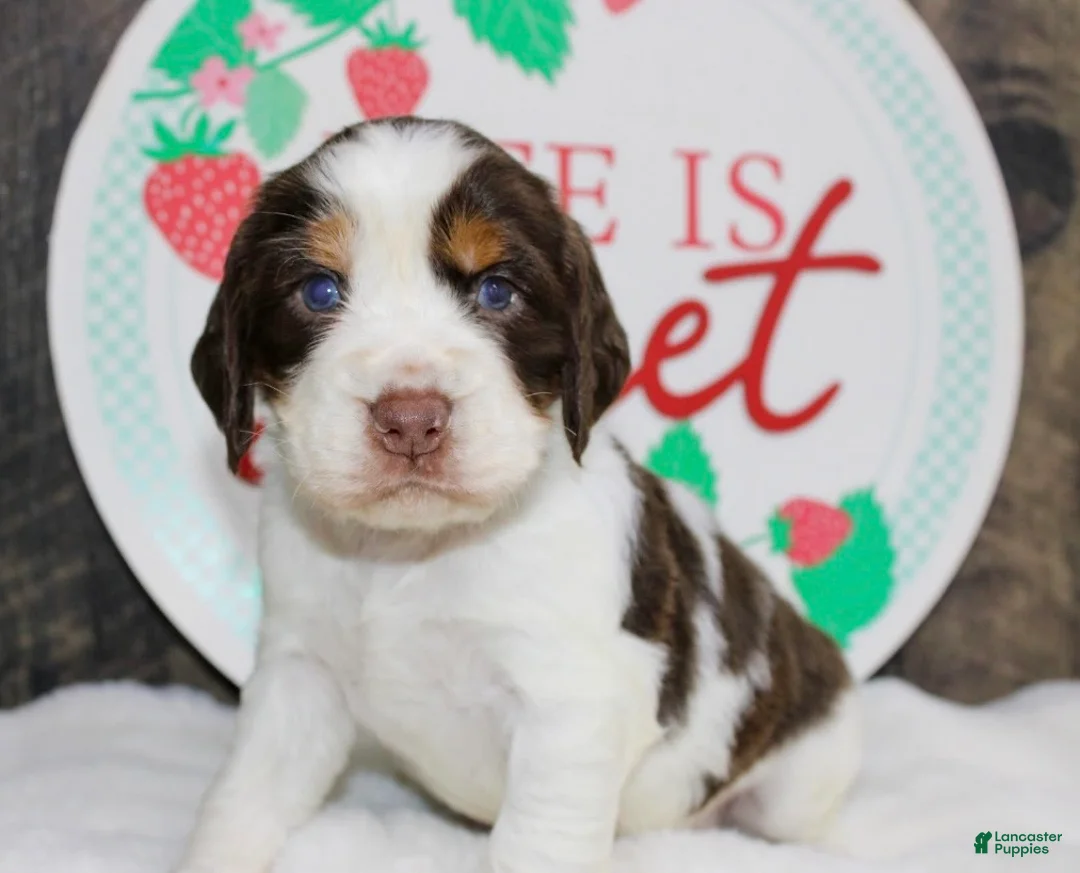 English Springer Spaniel dogs for sale: Jet - Ad 1