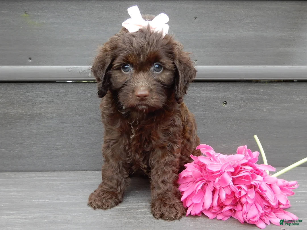 Cockapoo dogs for sale: Molly - Ad 1
