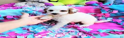 Mini Goldendoodle dogs for sale: Raina - Ad 7
