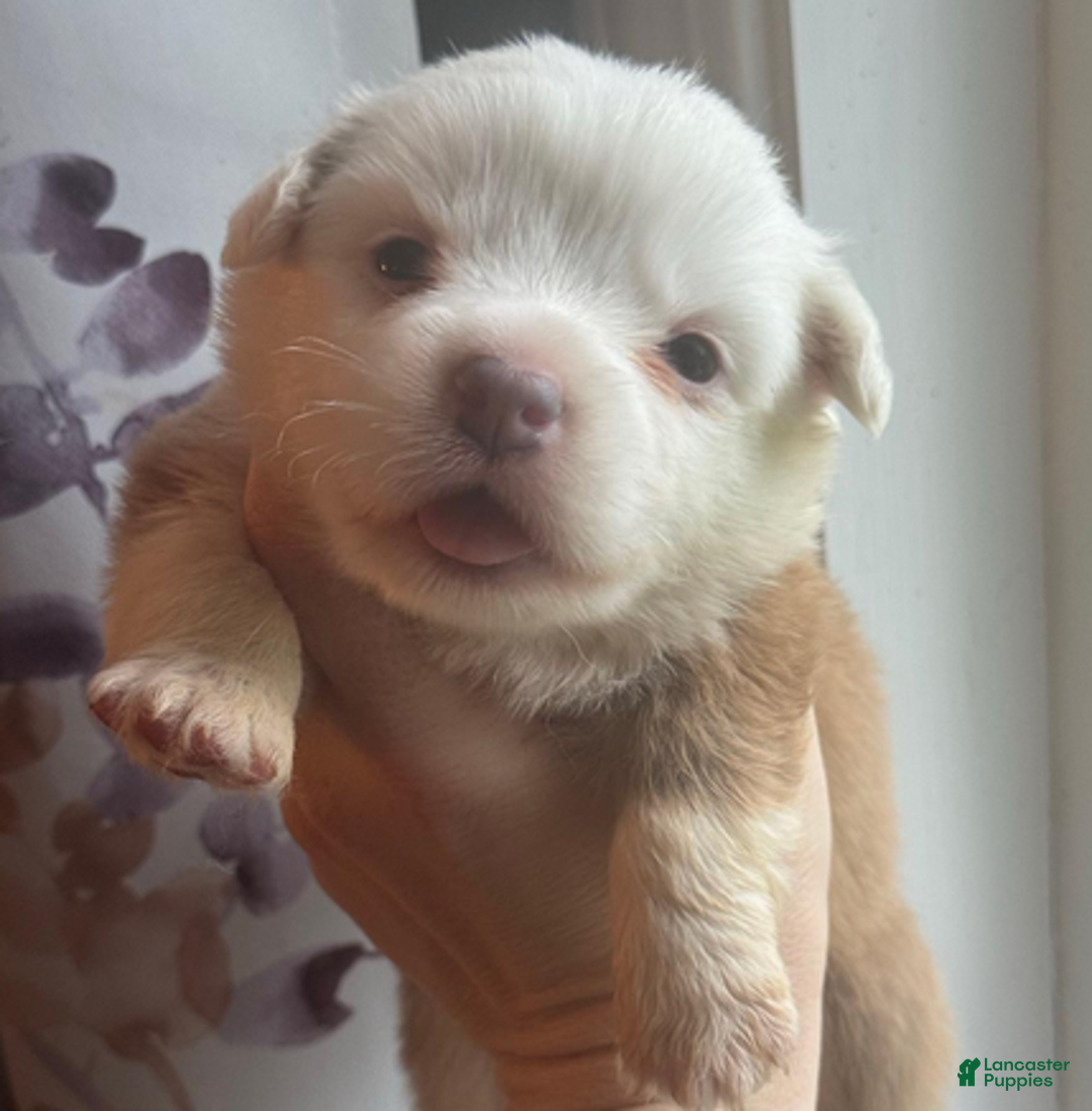 Mixed Breed dogs for sale: Jasper (fluffy) - Ad 5