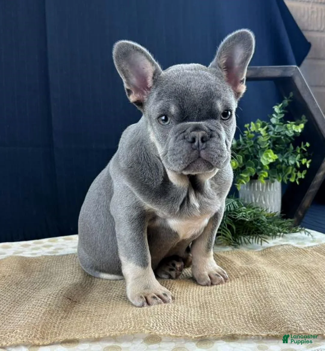 French Bulldog dogs for sale: Bud - Ad 2