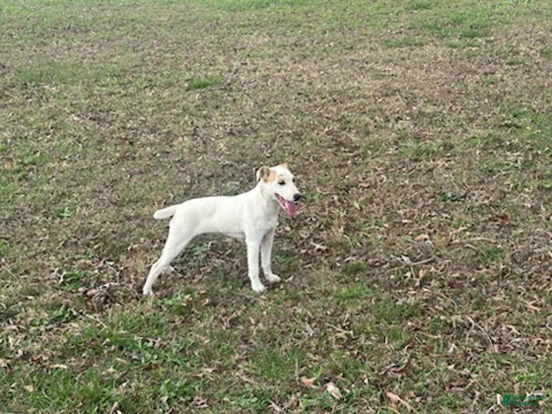 Jack Russell Terrier dogs for sale: Jack Russell Terrier Boy 1 - Ad 6