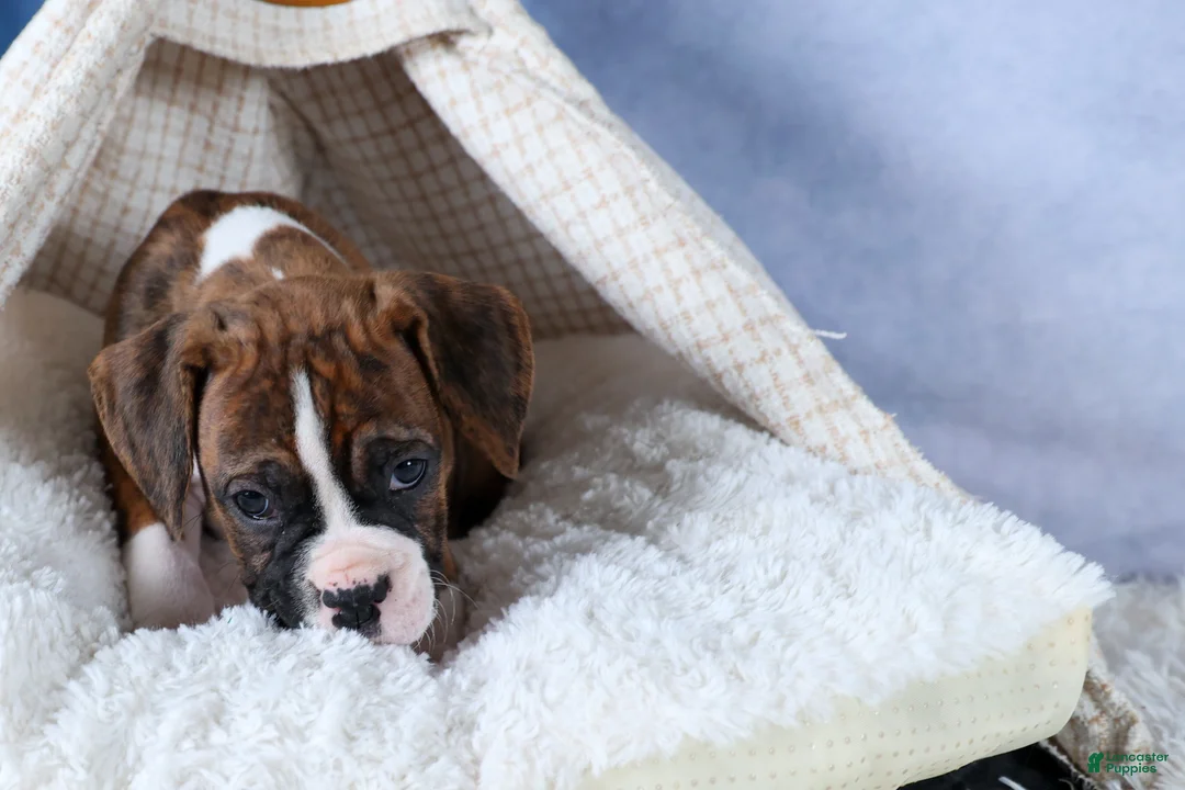 Boxer dogs for sale: Scarlett  - Ad 2