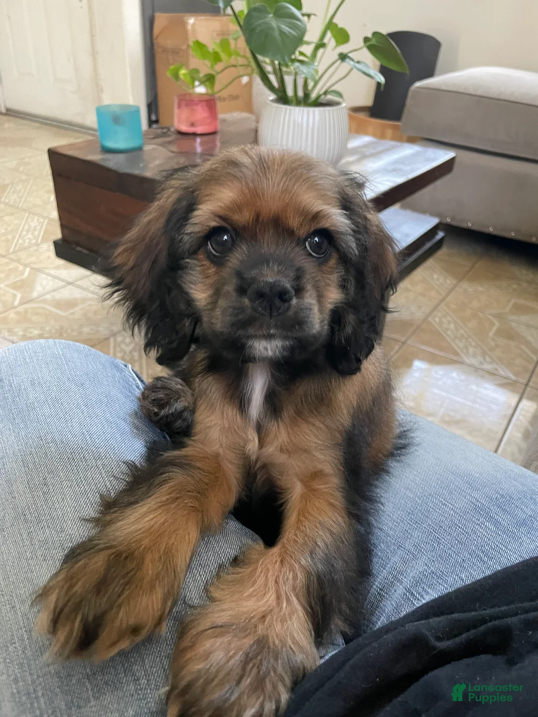 Cocker Spaniel dogs for sale: Nancy - Ad 2