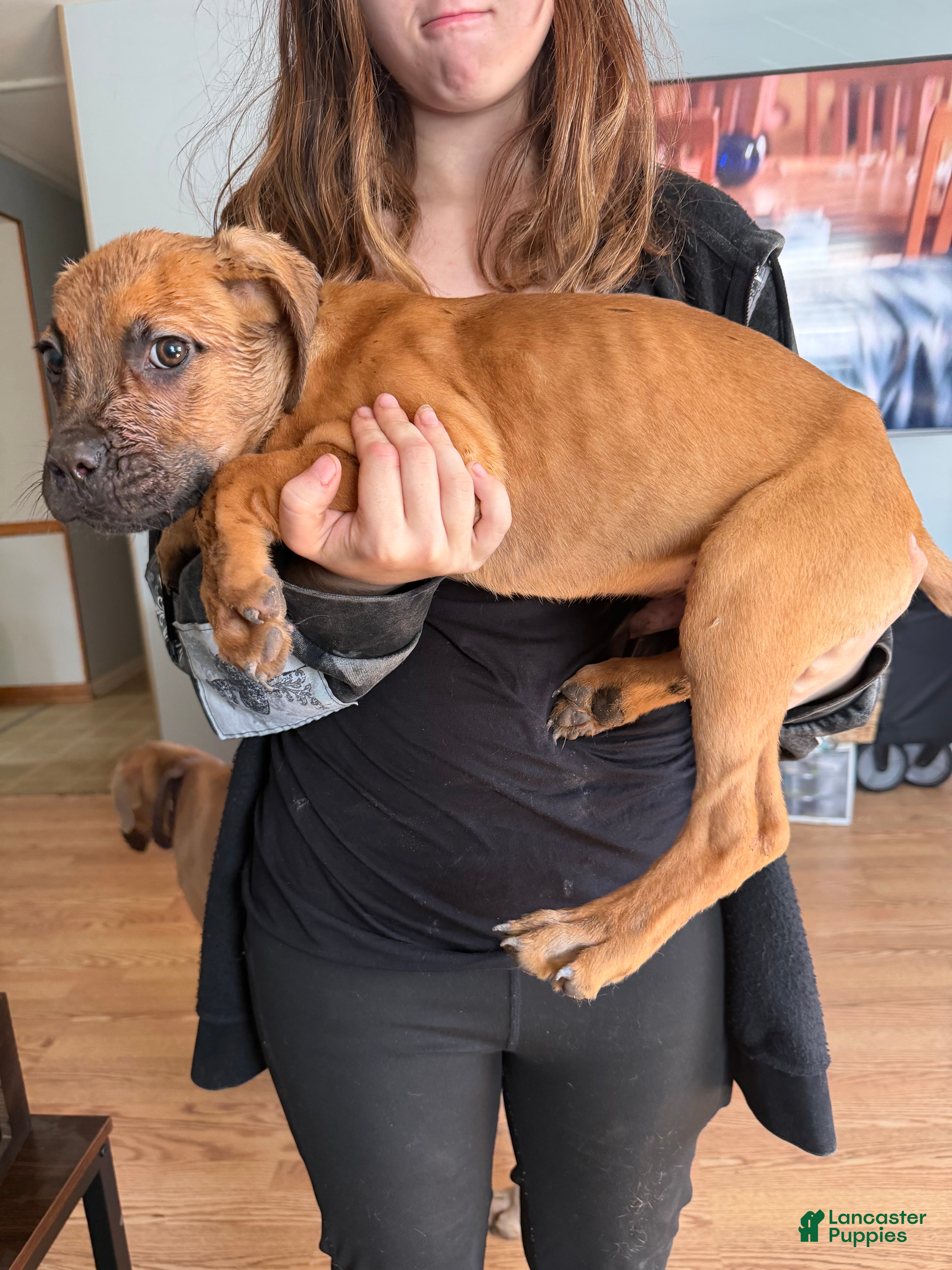 Cane Corso dogs for sale: Cane Corso 2 Loki - Ad 1