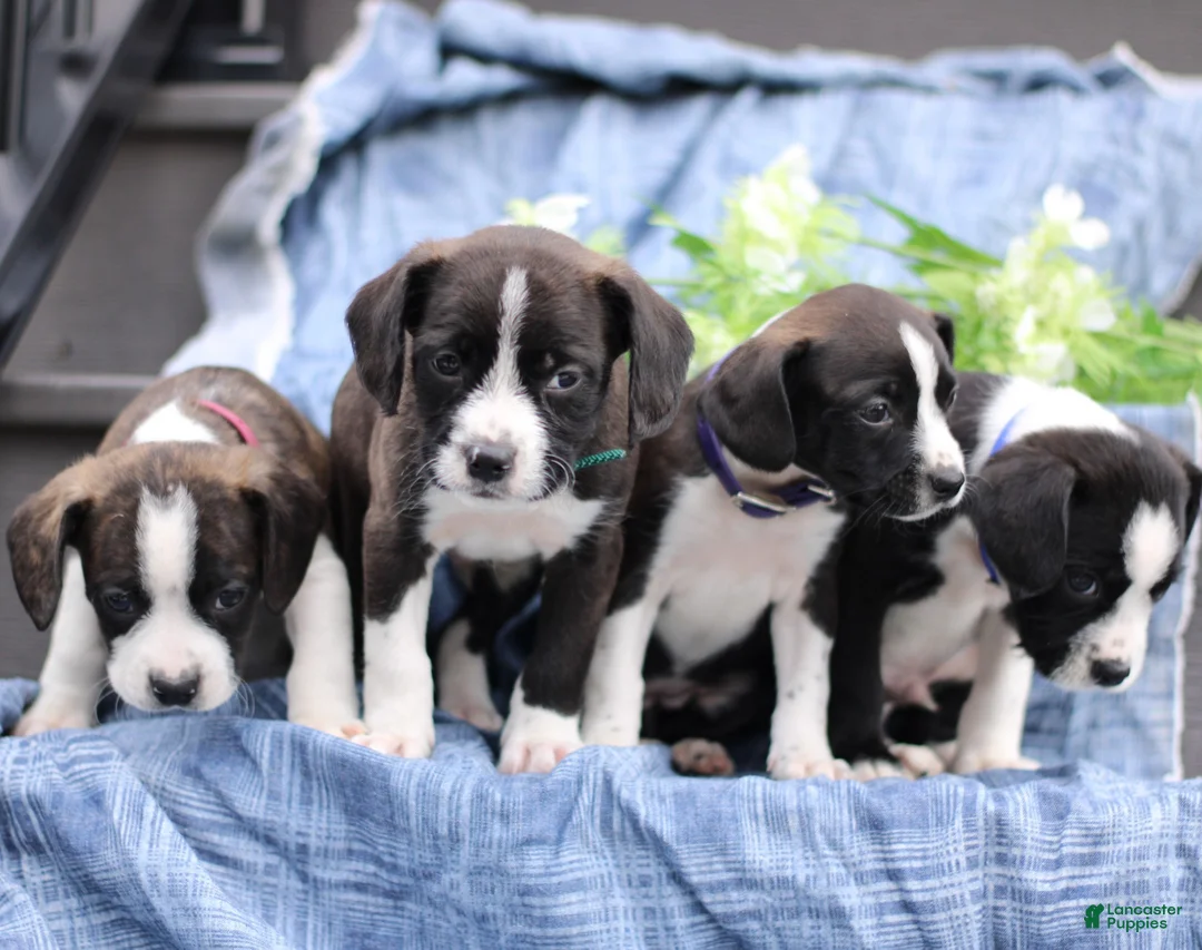 Mixed Breed dogs for sale: Karl  - Ad 6