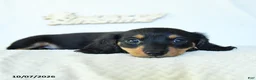 Miniature Dachshund dogs for sale: Caleb - Ad 2