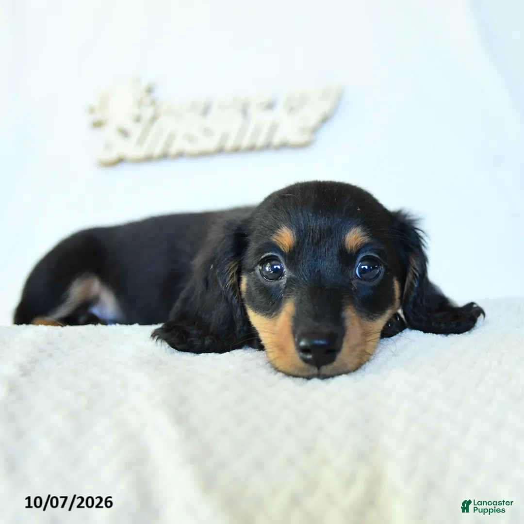 Miniature Dachshund dogs for sale: Caleb - Ad 2